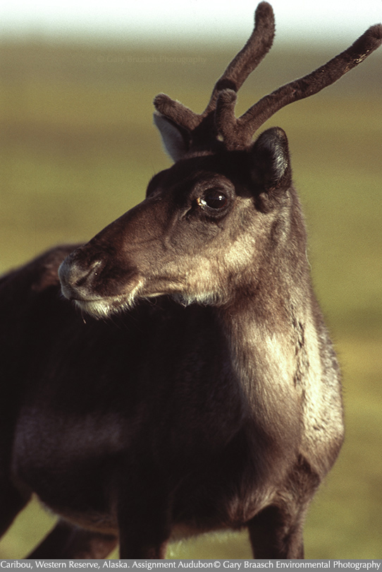 caribou