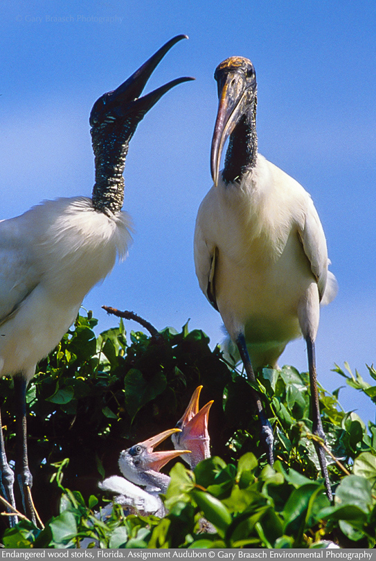 wood storks