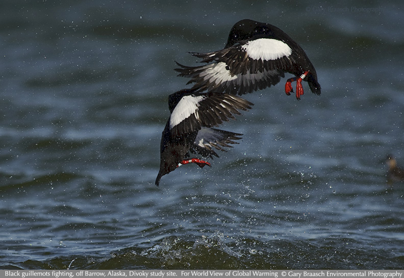 guillemots