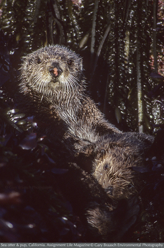 sea otter