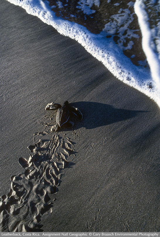 leatherback