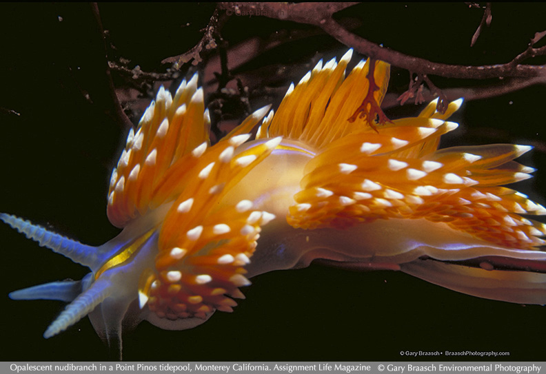 nudibranch