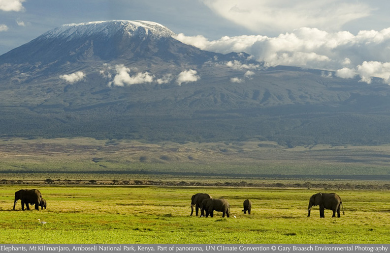 elephants