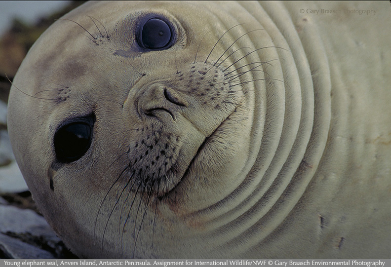 seal