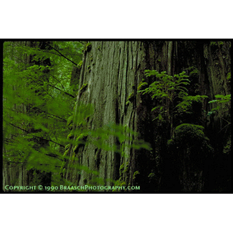 cedar