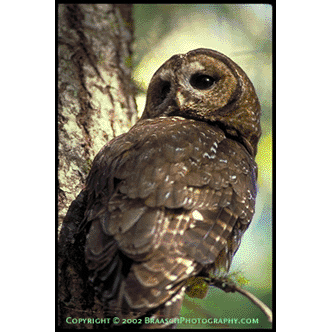 owl