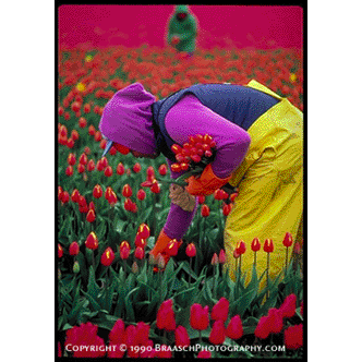 tulips