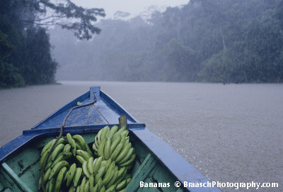 Bananas 