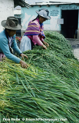 grasses and herbs for sale in market. Huaraz. Peru. Food