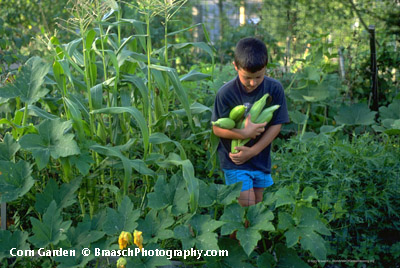 harvesting corn from backyard garden