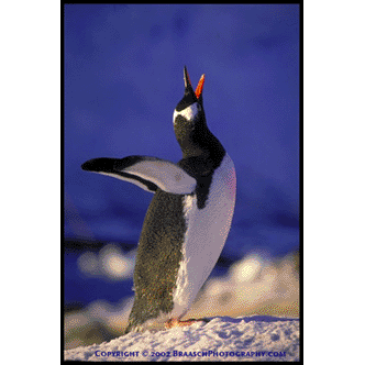 Gentoo Penquin