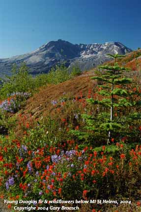Mt. St. Helens