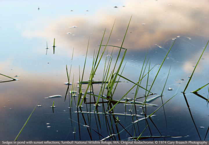 sedges