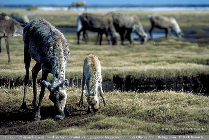 caribou