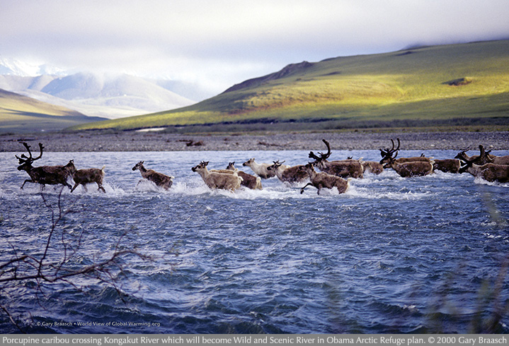 caribou