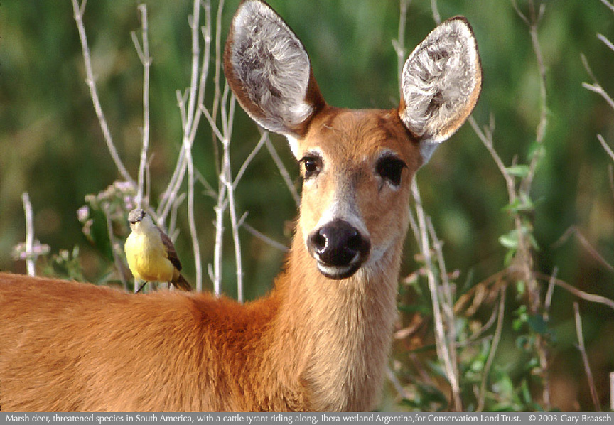 marsh deer