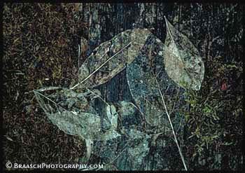 Decomposition. Leaves. Death. Forest. Age. Old
