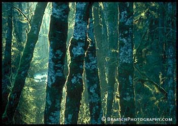 Forests. Alders. Oregon Coast Range. Trunks. Moss. Mist. Figure-ground reversal