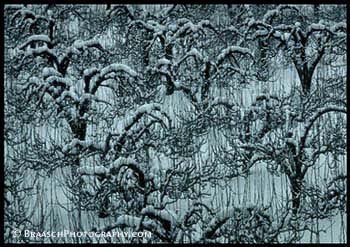 Orchards. Trees. Patterns. Snow. Winter. Cold