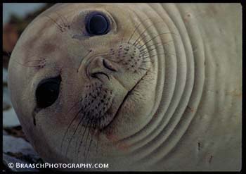 Mammals. Seals. Elephant seal. Antarctica. Fur. Faces