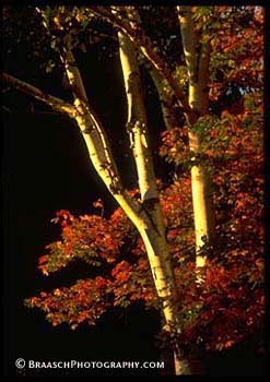 Autumn foliage. Fall. New England. Birch. Trees