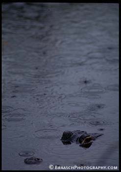 Rain. Everglades. Alligators. Water. Swamps. Wetlands. Danger. Hidden