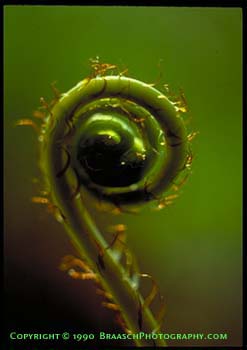 Deer fern frond unrolling in spring. Spiral. From Photographing the Patterns of Nature