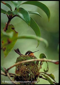 Hummingbirds. Nests. Birds. Tropical forest. Tropics. Forest canopy. Shelter. Motherhood. Mountain gem