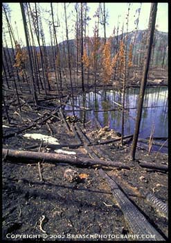 Yellowstone Fires. After the 1988 Burn, a small forest lake near Firehole R and Madison Junction, Yellowstone National Park. Forest fire recovery
