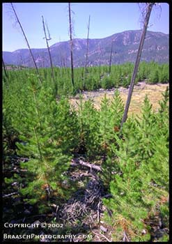 Yellowstone Fires. Repeat photo 13 years after 1988 Burn of forest lake near Firehole River and Madison Jct., Yellowstone National Park. Forest fire recovery