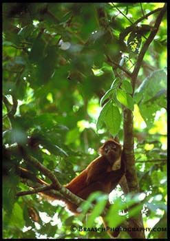 Forest Canopy. Tropical forest. Forests. Rainforest. Mammals. Monkeys. Spider monkey in canopy, Corcovado, Costa Rica
