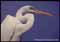 egrets