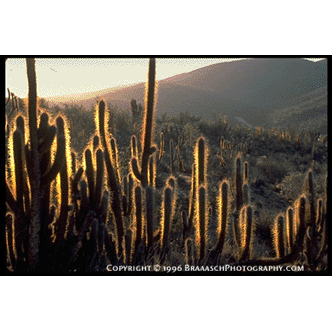 Cactus forest