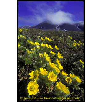 Geum bloom on tundra