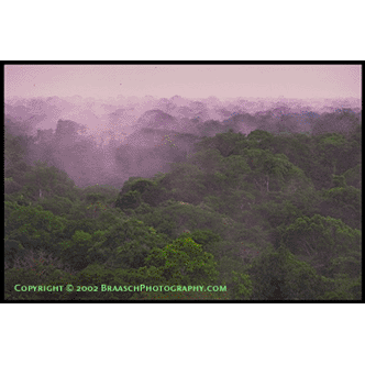 Tropical rainforest, Amazon