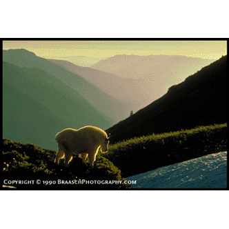 Mountain Goat, Olympic National Park, Washington