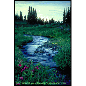Mountain stream, meadow, Parnassus Creek