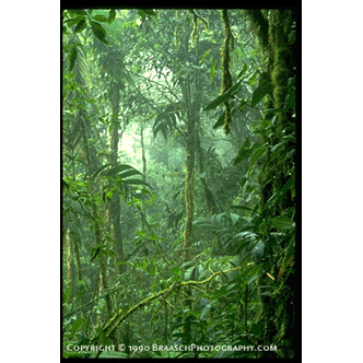 Tropical Forest