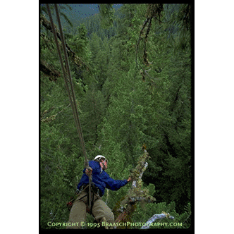 Forest Canopy