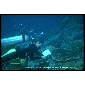 "Staghorn" coral