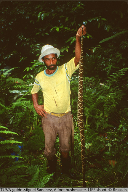 tropical rain forest