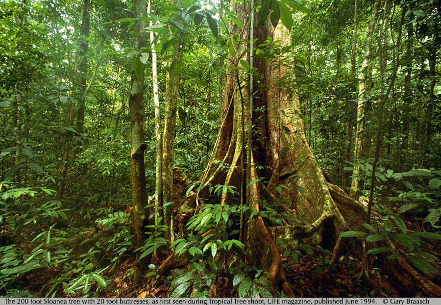 tropical rain forest