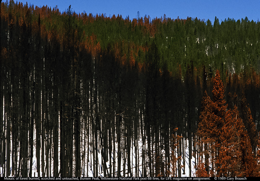 Yellowstone