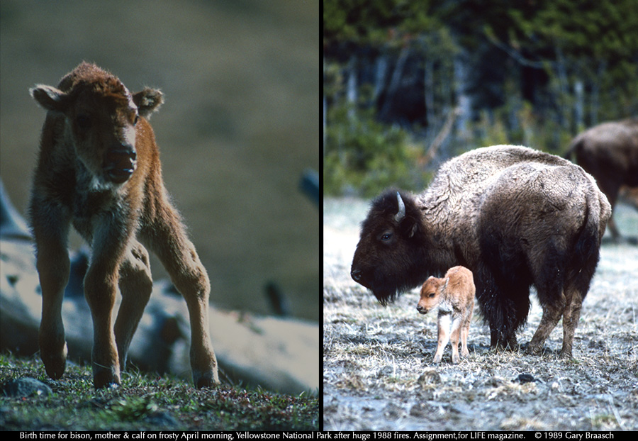 Yellowstone