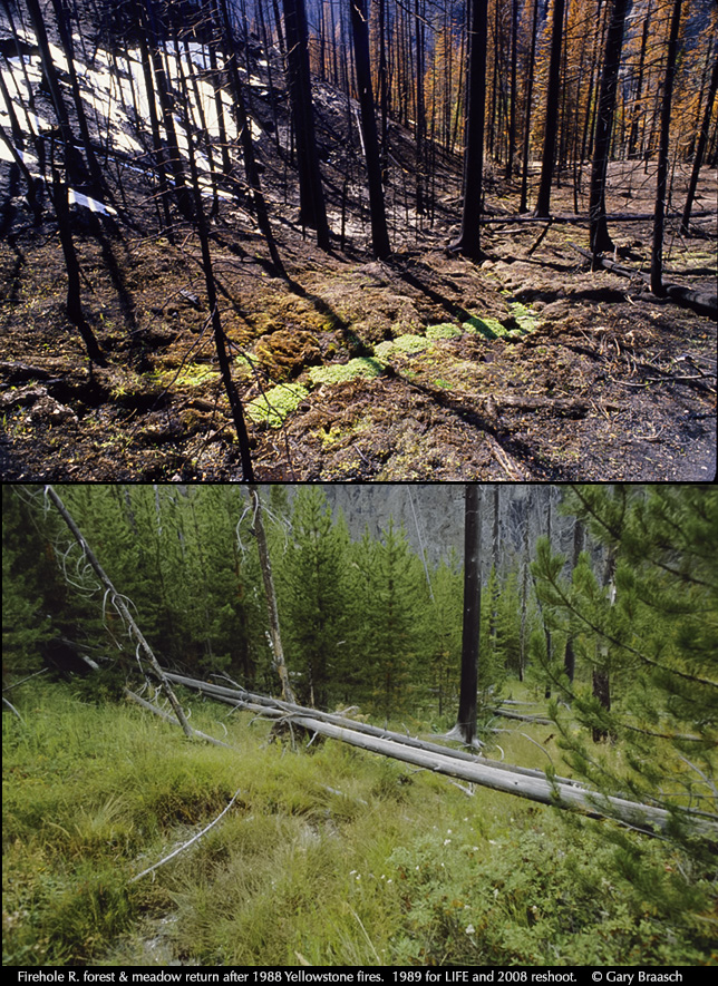 Yellowstone